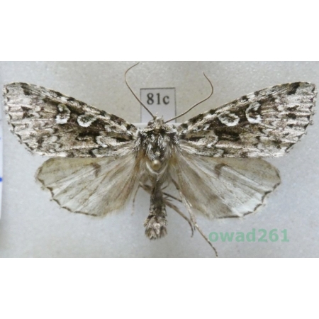 Xestia speciosa (Hübner, 1813) Czech81c